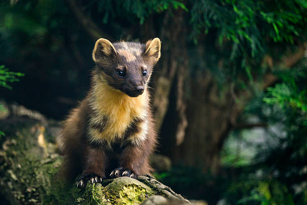Stunning pine martin martes martes on branch in tree stock photo