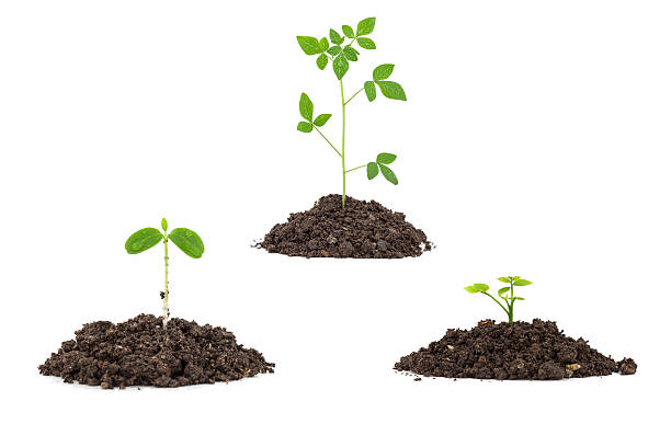 istock Young green plant on  the soil ,on white background 547165464
