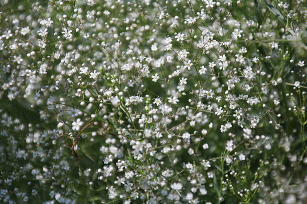 istock Gipsophila is flowering plant 547165550