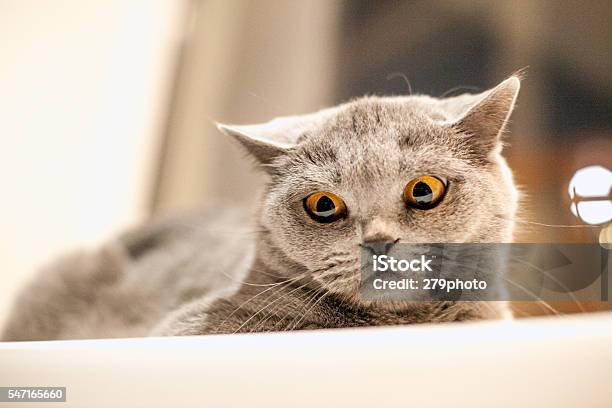 Portrait Of British Shorthair Cat On A White Windowsill Stock Photo - Download Image Now