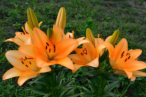 blooming orange lilies planted in a flower garden