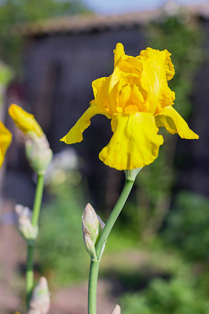 istock Yellow Irises (lat. Ãris)   flowers, perennial, spring flower 547166682