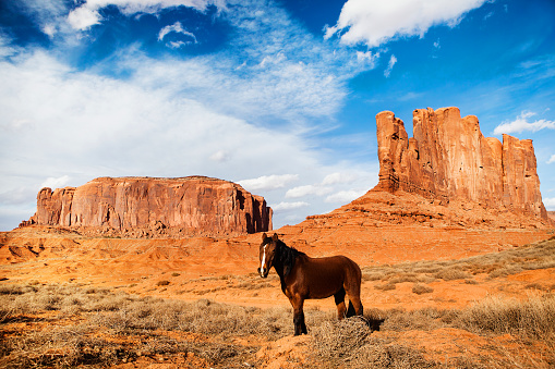 horse monument valley - unite states of america