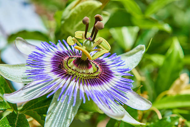 Passion fruit flower Passion fruit flower on white background. pics of a spiky fruit stock pictures, royalty-free photos & images