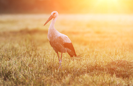 White stork standing on the field in sunset light, nature sunny background