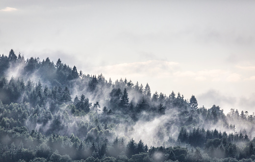 Misty Carpathian Mountains with fog landscape. Foggy morning green fir trees forest on a rainy day. Calm tranquil Carpathians summit wood wallpaper Scenic travel photo Ukraine, Europe. Local tourism.