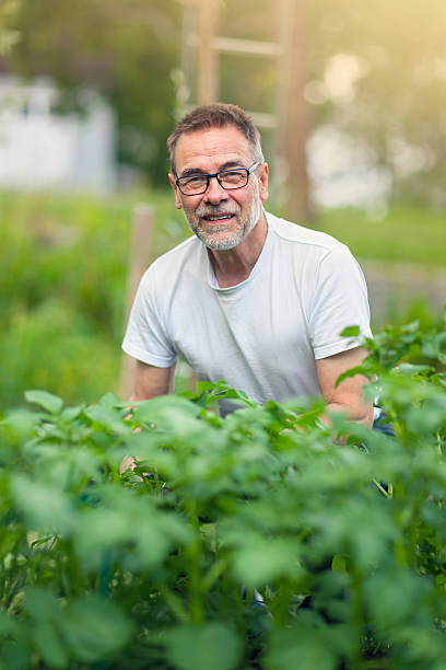 senior man in his vegetable garden - potatis sweden bildbanksfoton och bilder