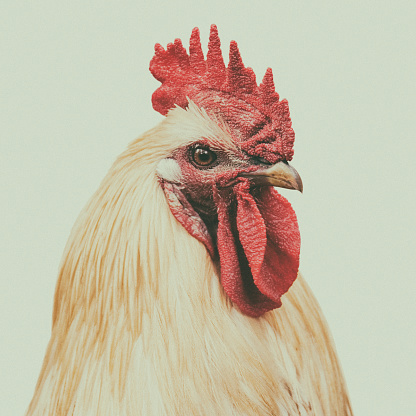 A toned close-up portrait of a rooster