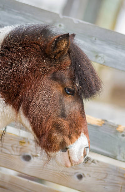 istock pinto Canadian horses 547169472