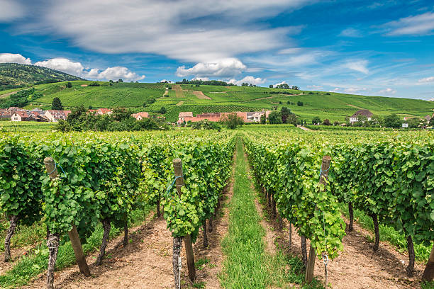 riquewihr vineyards in alsace france - gewurztraminer photos et images de collection