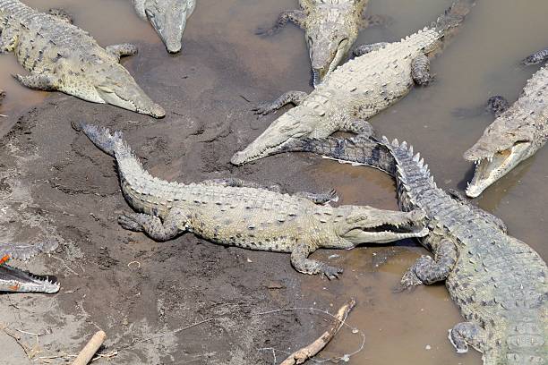 istock Crocodiles of the Tarcoles River 547199114