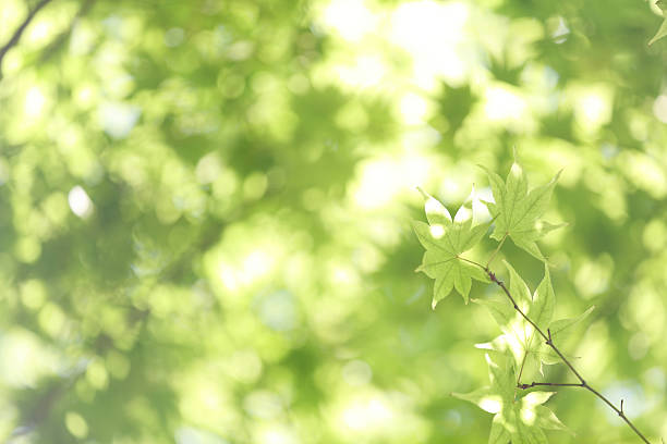 istock Fresh green maple leaves on the branch with daylight. 547200972