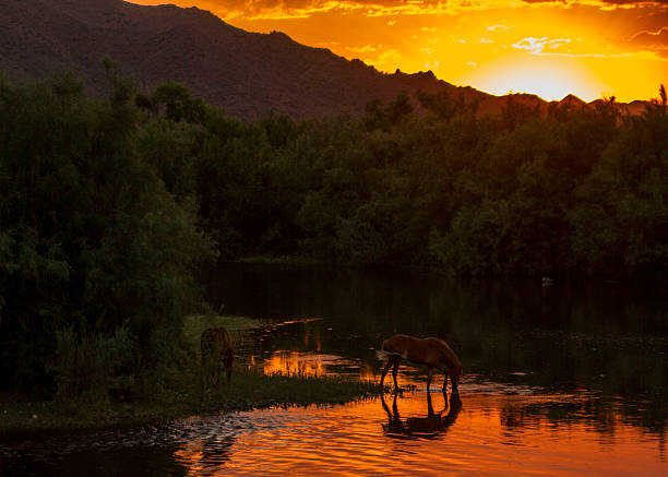 Mature cowboy riding his horse across the river in landscape of Utah, USA.