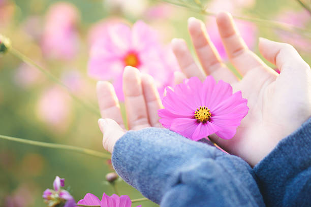 istock Beautiful Cosmos Flower 547202286