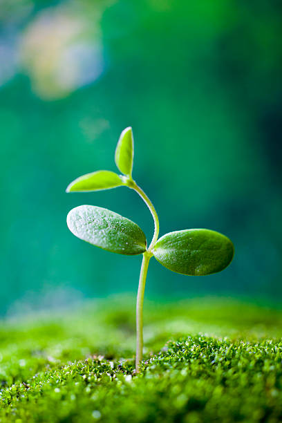 растущих люцерны  - wilderness area close up leaf plant стоковые фото и изображения