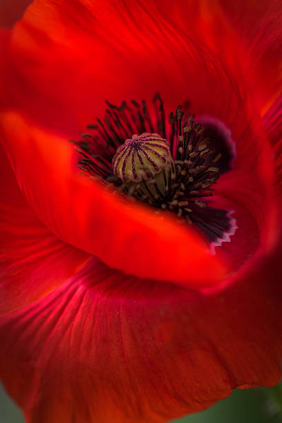 istock Red Poppy and Bud - field flower - macro 547202596