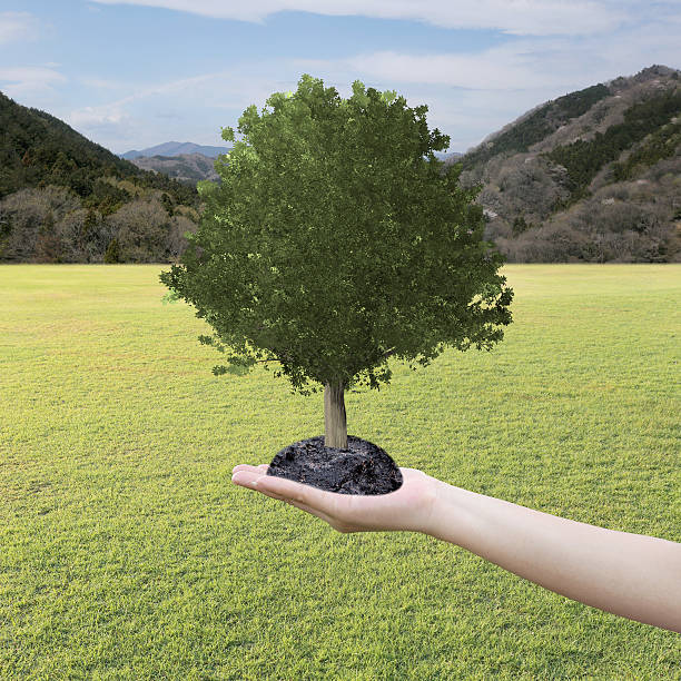 istock Big Tree grown in the hand and lawn. 547202742