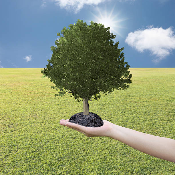 istock Big Tree grown in the hand and lawn. 547202800
