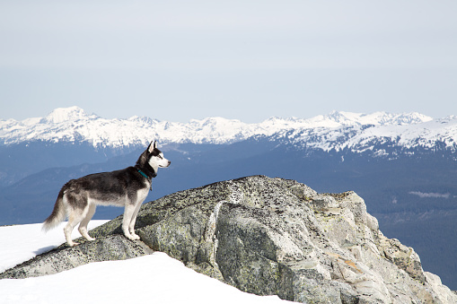 Siberian Husky perched on a rock in the snow looking out in the mountain range.