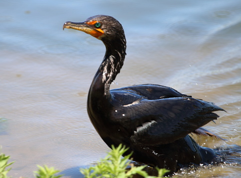 On a summer afternoon, this Double-crested cormorant was swimming in the lake and catching fish.  Once he emerged from the lake, I recognized him as the bird with the broken wing I had been watching for about a month.  Even though he can't fly, he can swim just fine.