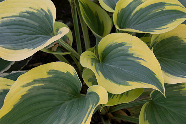 istock Variegated hosta leaves in early summer 547203998