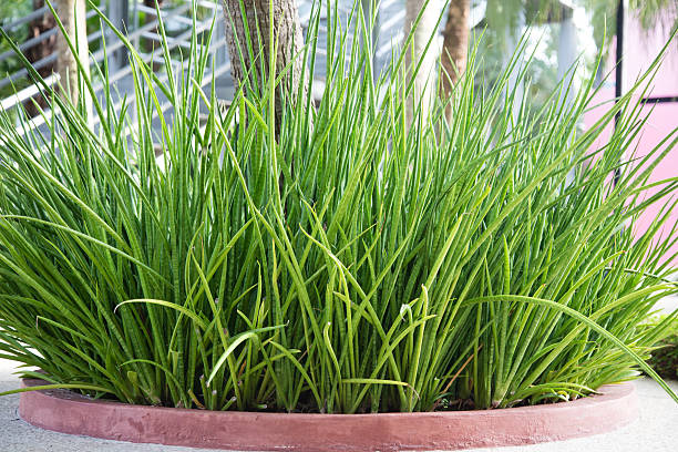 istock Green tree Environment in the garden 547205212