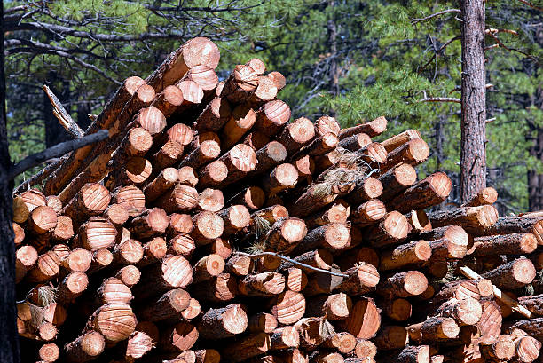 istock Fresh Cut pine tree logs stacked in a pile 547205320