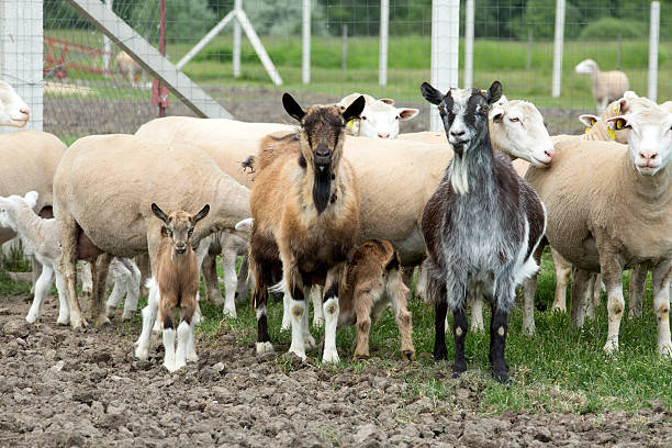 Farm animals. stock photo