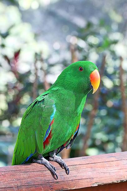 Eclectus Parrot The beautiful male Eclectus Parrot in Cairns, Australia. eclectus parrot australia stock pictures, royalty-free photos & images