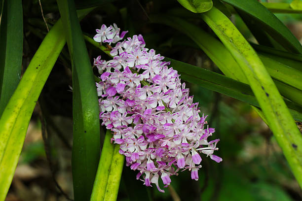 foxtail orchids flower Rhynchostylis gigantea, foxtail orchids flower rhynchostylis gigantea orchid stock pictures, royalty-free photos & images
