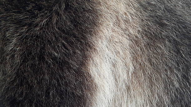 istock Brown bear coarse hair closeup 547210640