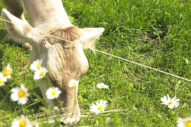 cow with copy space