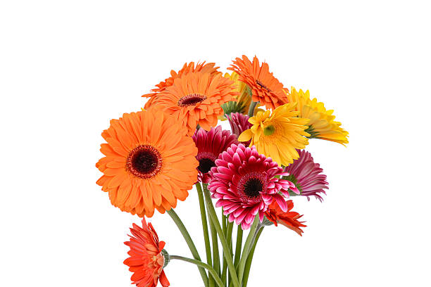 istock Mix of gerber flowers 547211992