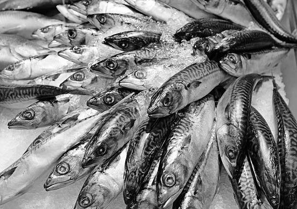 Fresh Japanese saba fish on ice, black and white style
