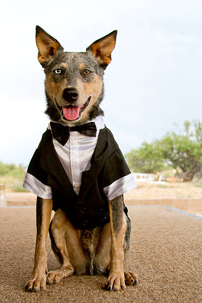 Cattle Dog Mix wearing Tuxedo stock photo