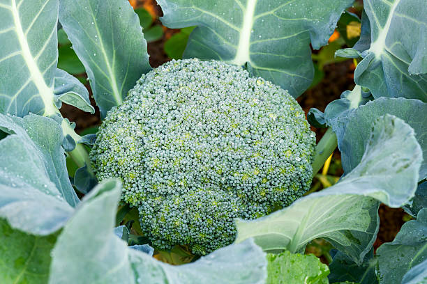 istock Fresh broccoli in vegetable garden 547213422