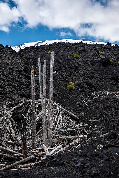 Volcano Tree Stumps 240+ Dead Forest After Volcanic Eruption Stock Photos, Pictures ...
