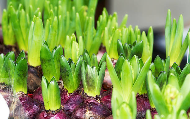 istock Hyacinth flower with bulbs in pot 547213750