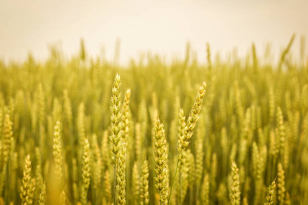 Gold Weat Field on Background, young growth