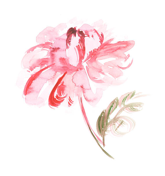 istock pink peon flower watercolor illustration. 547214900