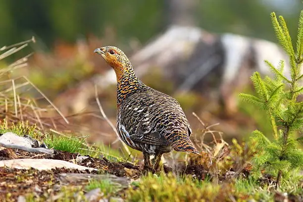 beautiful female capercaillie on mountain clearing ( Tetrao urogallus )