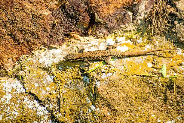 wall lizard at an old abbey wall in France