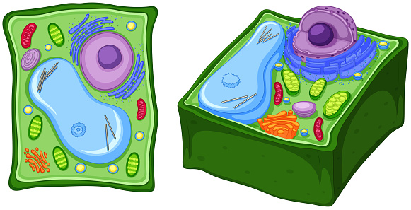 Close up diagram of plant cell illustration