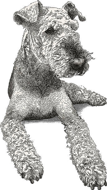 Airedale Terrier Airedale Terrier vector illustration. Additional EPS file contains the same image with lines in stroke form, allowing you to convert to a brush of your choosing. Colors are layered and grouped separately. Easily editable. airedale terrier stock illustrations