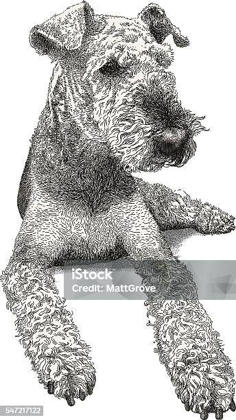 Airedale Terrier Stock Illustration - Download Image Now - Airedale Terrier, Terrier, Dog