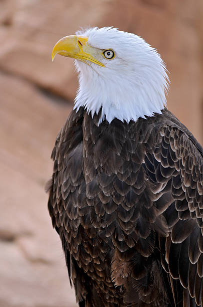 retrato de uma águia - north america bald eagle portrait vertical - fotografias e filmes do acervo