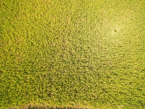 istock golden rice in summer under sunshine aerial view 547217408
