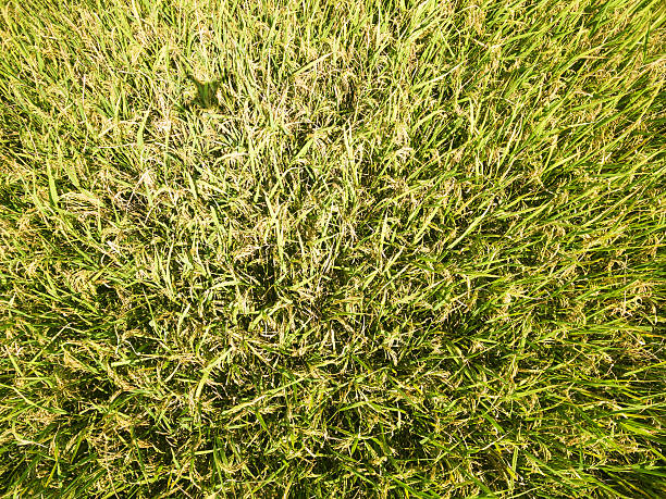 istock golden rice in summer under sunshine aerial view 547217616
