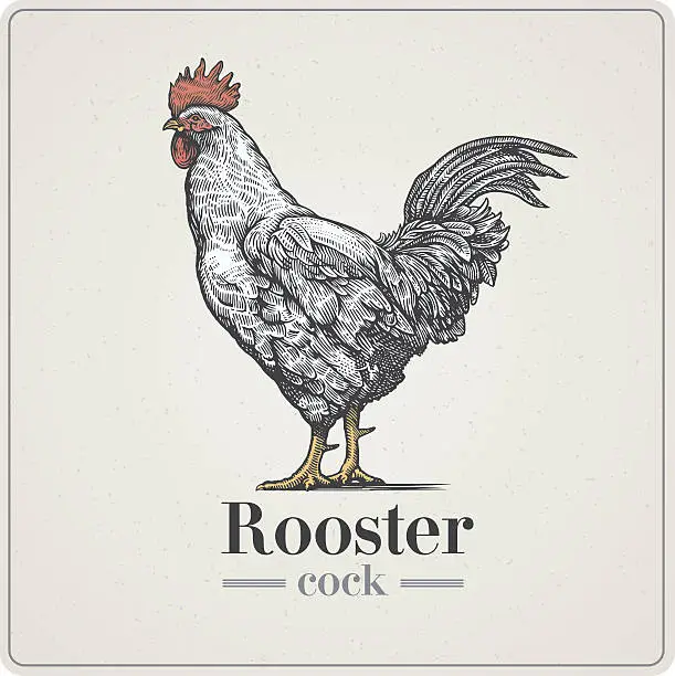 Vector illustration of Rooster in graphical style.