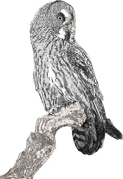 Vector illustration of Great Grey Owl